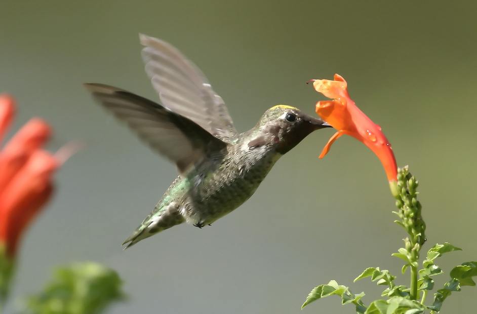 Annas Hummingbird.jpg
